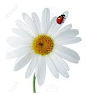 Spotless - Ladybird On White Facing Daisy