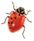 Spotless - Little Ladybug